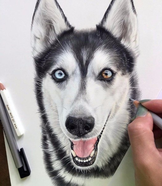 Хаски рисунок