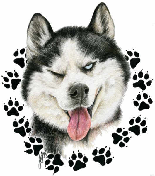 Хаски рисунок карандашом