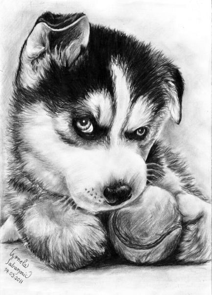 Собака хаски карандашом
