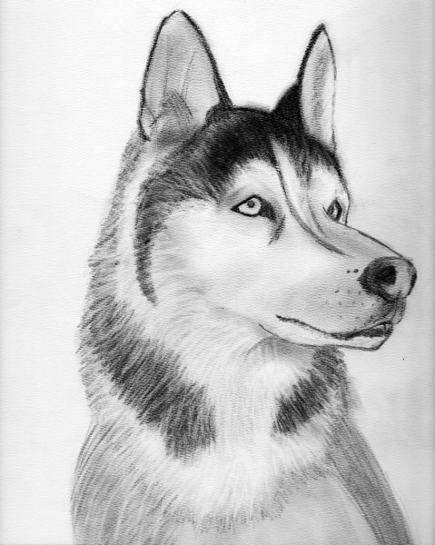 Хаски скетч