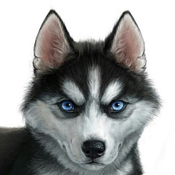 Хаски рисунок карандашом