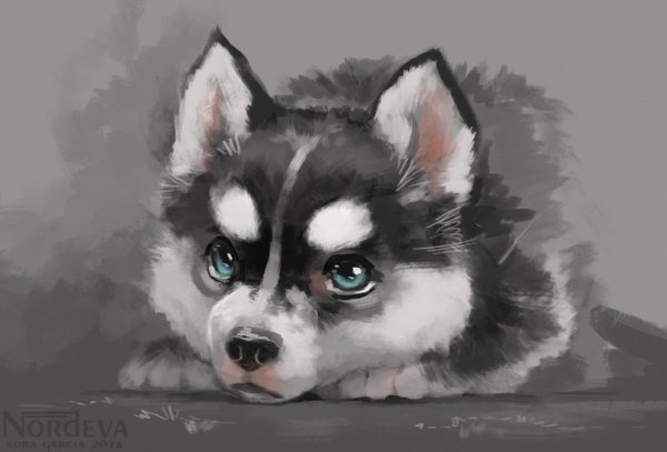 Аляскинский маламут портрет