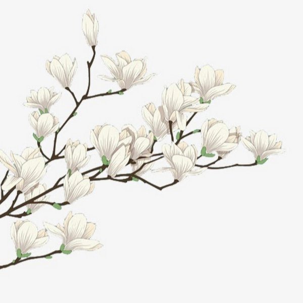 Ветка с белыми цветами