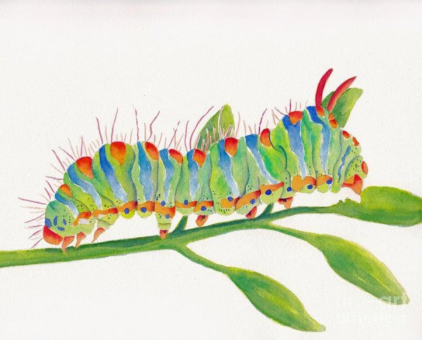 Цветная гусеница