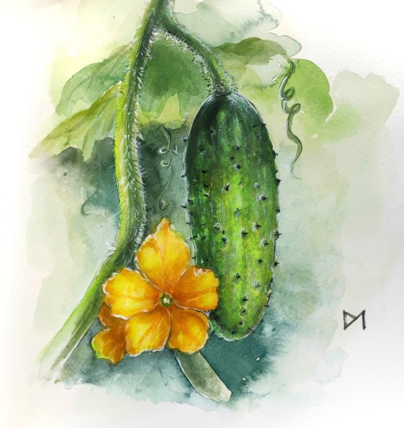 Нарисовать огурец