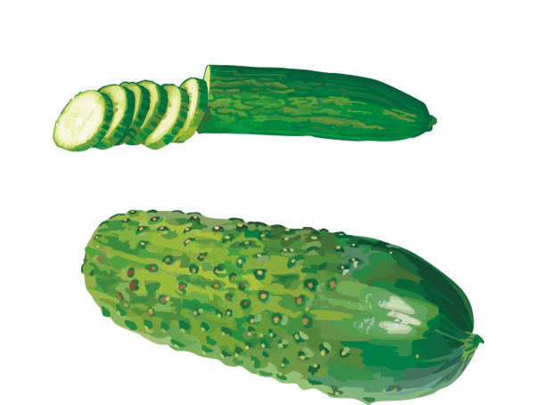 Нарисовать огурец