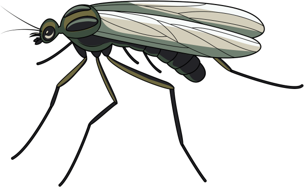 Комар для детей на прозрачном фоне