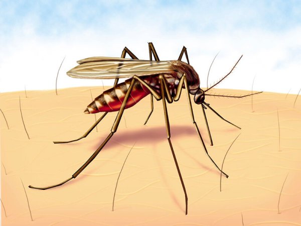 Изображение комара