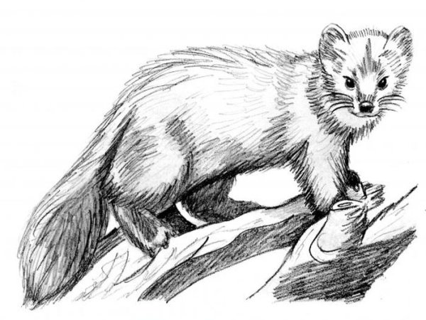 Лесная куница
