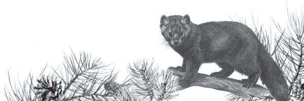 Баргузинский Соболь рисунок