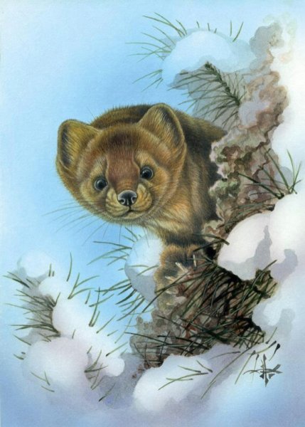 Соболь рисунок