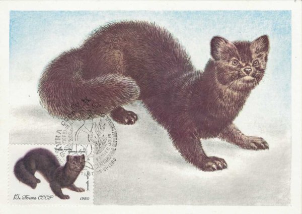 Пушные звери рисунок