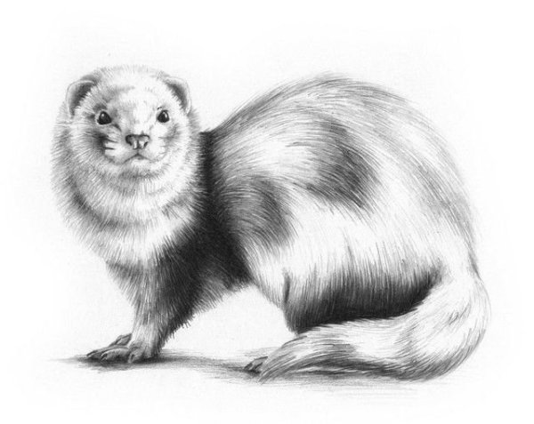 Хорек рисунок