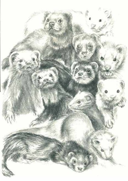 Хорек Графика