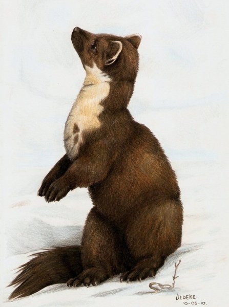 Соболь рисунок