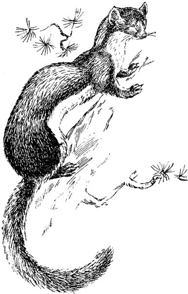 Соболь рисунок