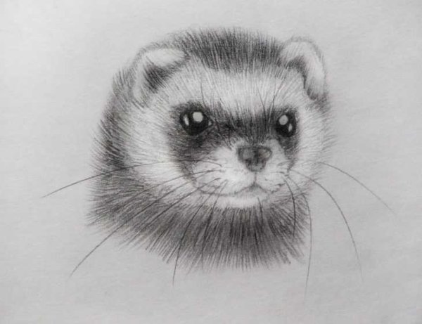 Хорёк для срисовки