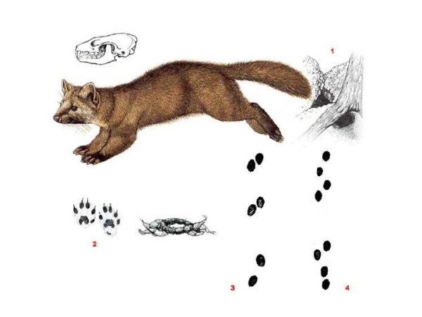 Каменная куница след