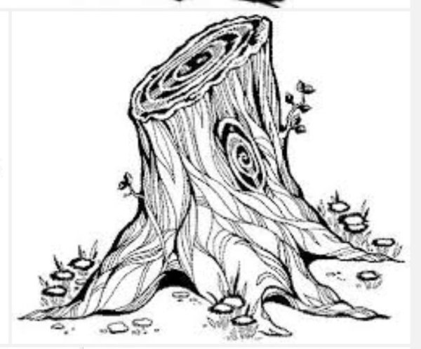 Березовый пень