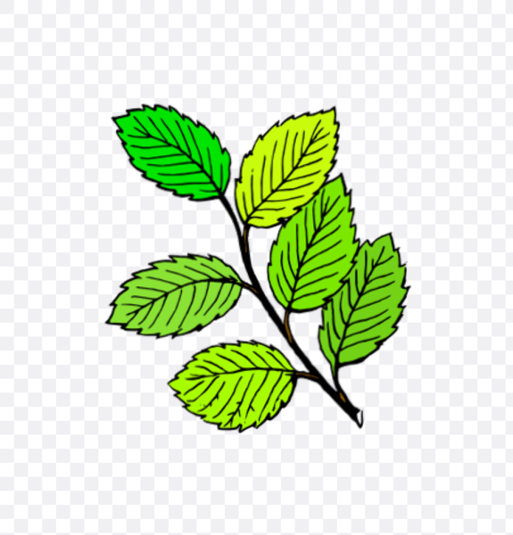 Нарисованная ветка с листьями