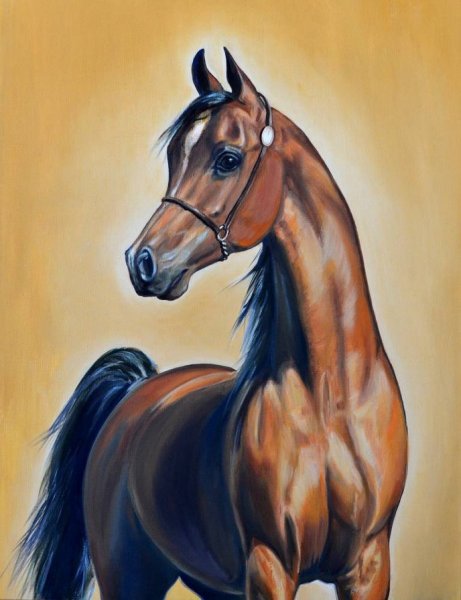 Красивые рисунки лошадей