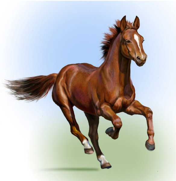 Marcia Baldwin. Лошади