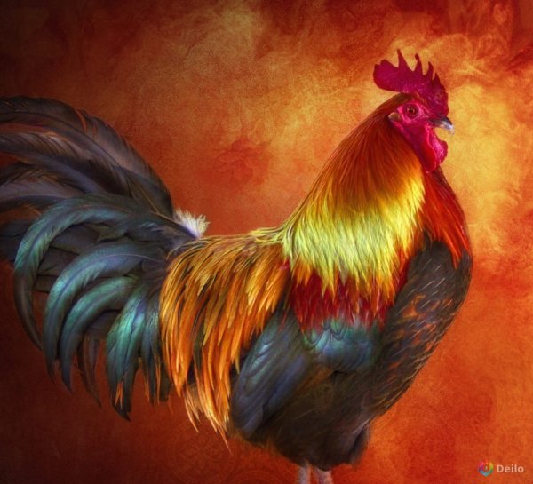 Хвост петуха