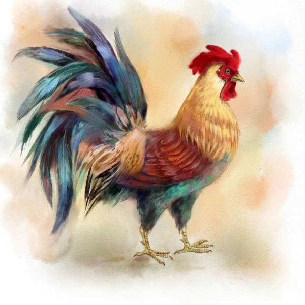 Петух цветными карандашами