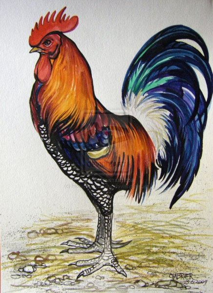 Красивый петух