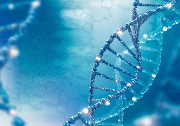 Цепочка ДНК