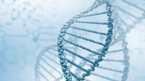 Молекула ДНК