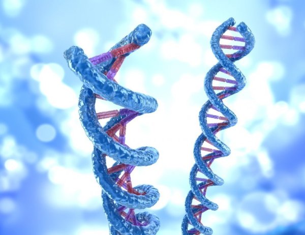 Спиралевидная молекула ДНК