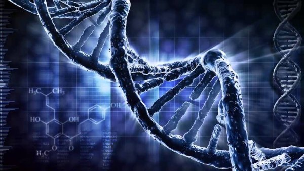 ДНК молекулярная биология