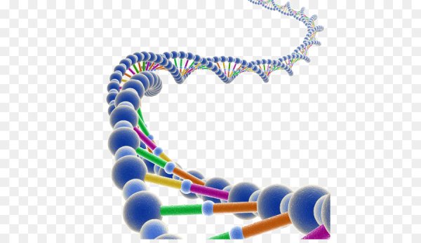 Фрагмент ДНК