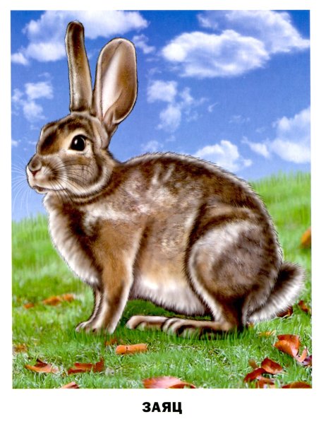 Животные на д