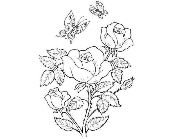 Роза раскраска