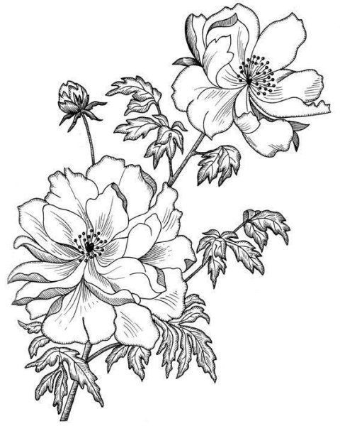 Эскизы для выжигания по дереву