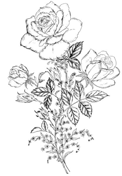 Рисунки для выжигания по дереву