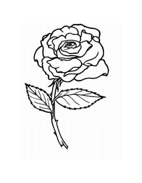 Цветы контур