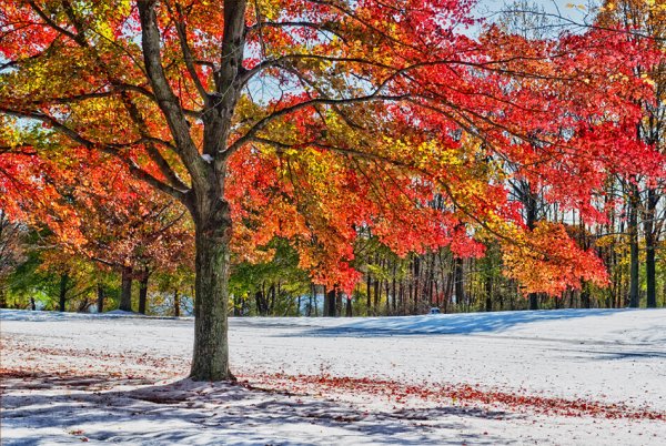 Осень ноябрь