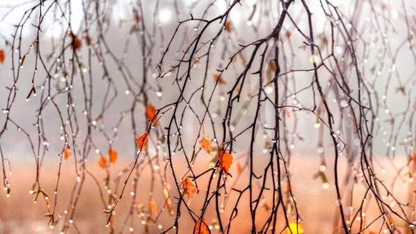 Дождливая осень