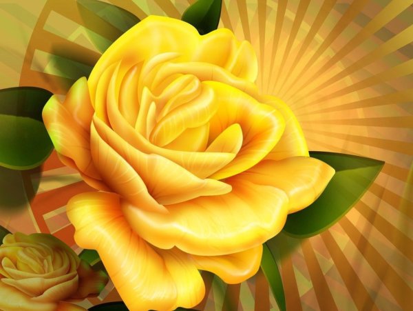 Роза рисунок