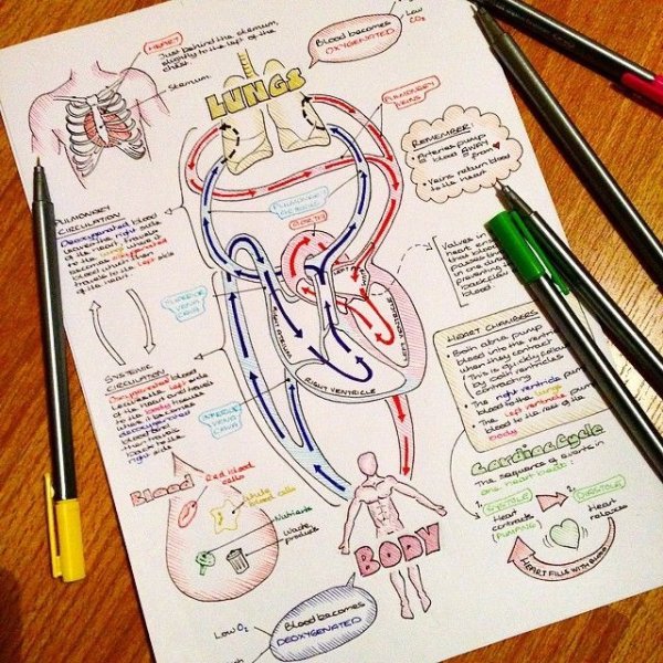 Конспекты по анатомии с рисунками