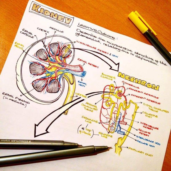 Рисунки для оформления конспектов