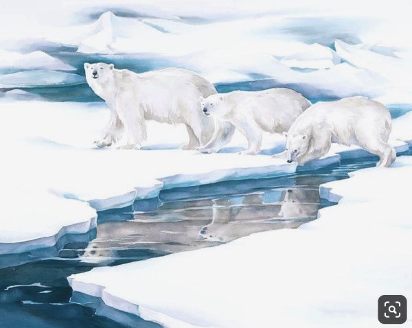 Арктика рисунок