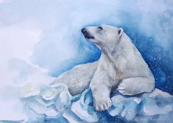 Белый медведь рисунок