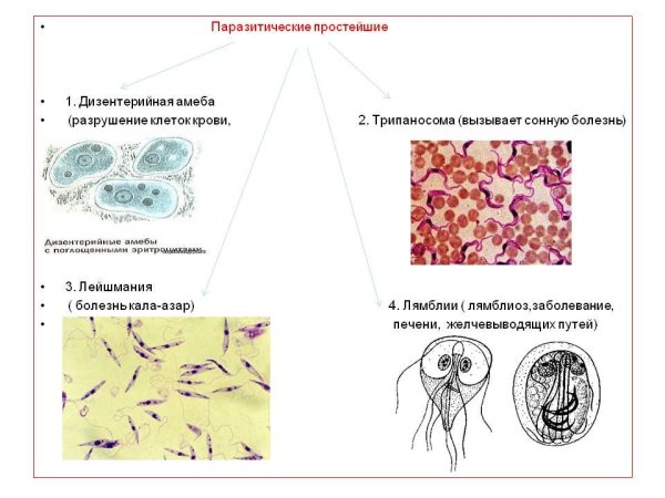 Паразитические простейшие паразиты