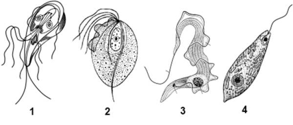 Жгутиконосцы представители паразиты