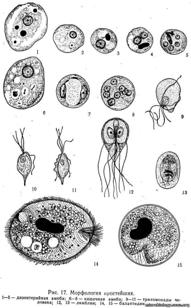 Одноклеточные паразиты строение
