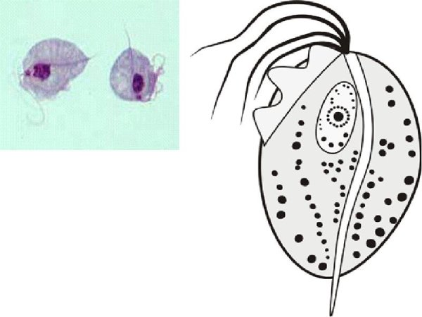 Трипаносома лямблия трихомонада лейшмания